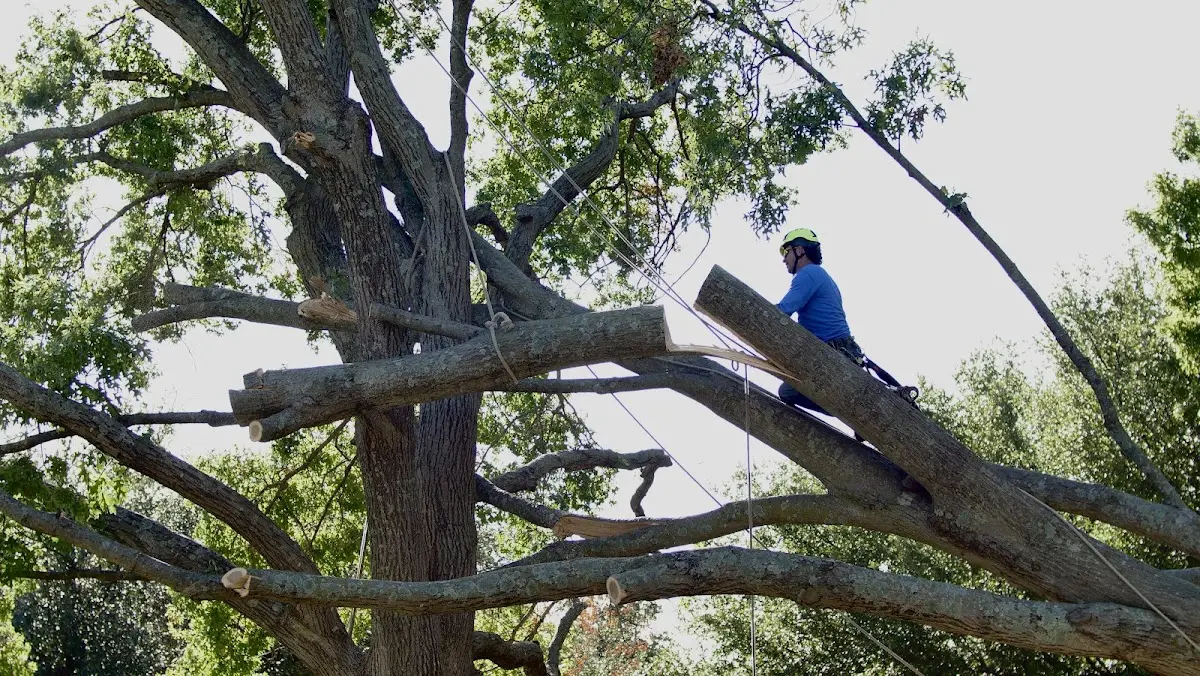 Professional Hazardous Tree Removal performed by certified arborists in Alba
